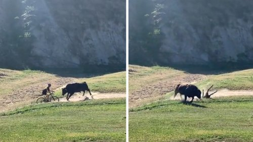 VIDEO: Rampaging Bull Attacks Cyclists at Rock Cobbler Gravel Race