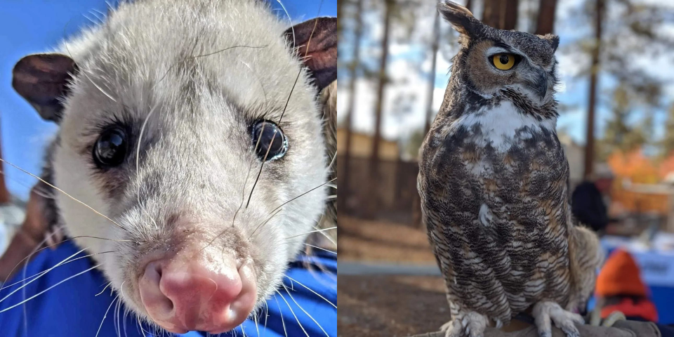 Jupiter the Opossum and Cowboy the Great Horned Owl delighted cycling fans at the Big Bear Cycling Expo