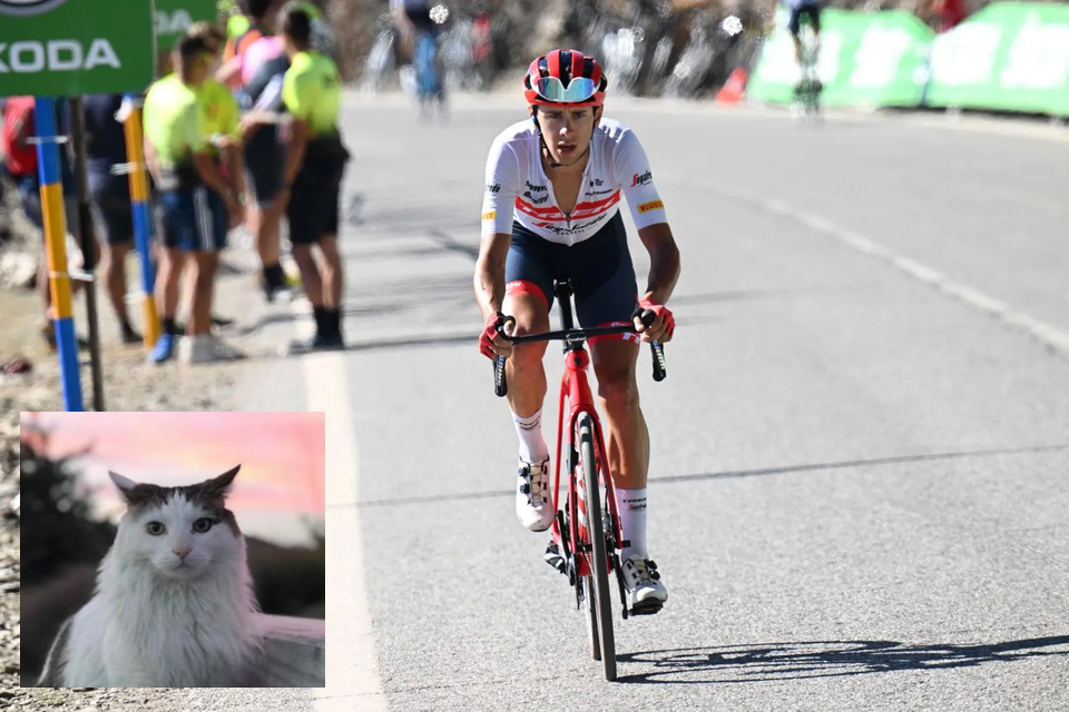 Pro cyclist fined for shooting dead minister's cat