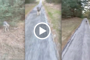 Wolf leaps out of the trees and chases cyclist in Heart stopping footage!