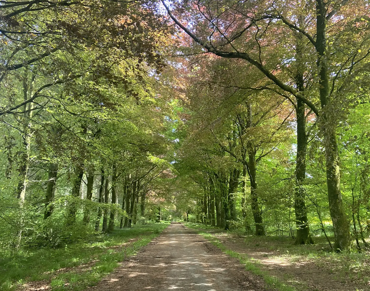 cool covered woods with a super soft road surface