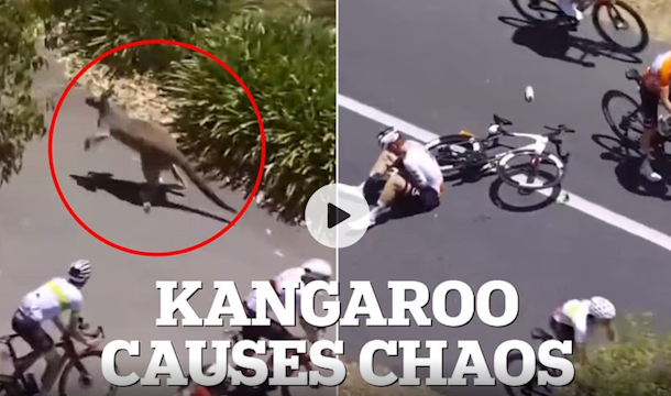 VIDEO: Kangeroos cause Crash Carnage at Tour Down Under
