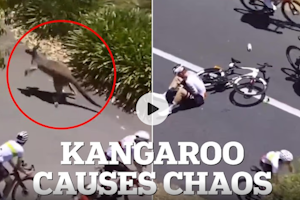 VIDEO: Kangeroos cause Crash Carnage at Tour Down Under