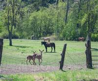 Siskiyou Scenic Bicycle Tour