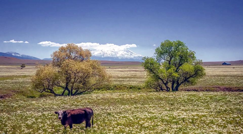 Yreka is located twenty-two miles south of the Oregon border and is well known for Mt. Shasta Ski and Recreation Area