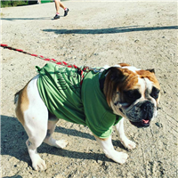 Volunteer Team Green included Sheldon the bulldog at Farm to Fork Fondo - Maine