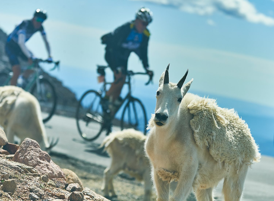 Taking place this July 21, 2018 cyclists climb 6,630 feet over 27.4 miles from the start in Idaho Springs, Colorado to a height of 14,264 feet above sea level.