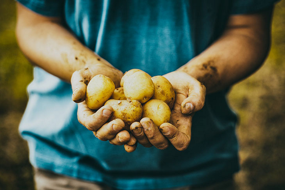 Are Potatoes an alternative to Energy Gels?